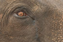 Indian Elephant