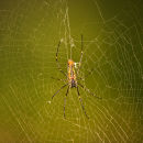 Giant Wood Spider