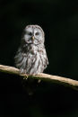 Great Grey Owl