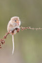 Harvest Mouse