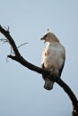 Changeable Hawk Eagle