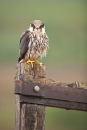 Hobby