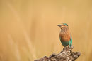 Indian Roller