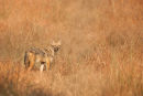 Jackal