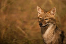 Jackal