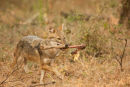 Jackal