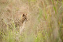Jungle Cat