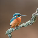 Kingfisher