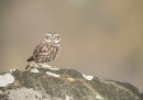 Little Owl