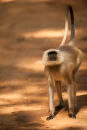 Langur