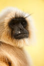 Langur