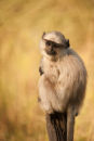 Langur