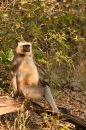 Langur