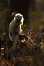 Langur