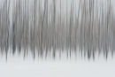 Larchpole Pines