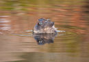 Little Grebe