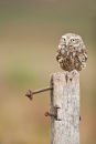 Little Owl