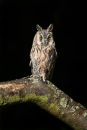 Long Eared Owl