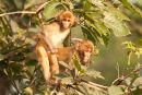 Rhesus Macaques