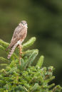 Merlin