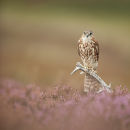 Merlin