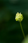 Moschatel