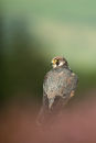 Peregrine Falcon