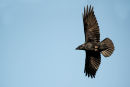 Raven