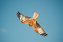 Red Kite