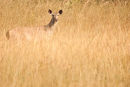 Sambar