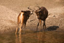Sambar