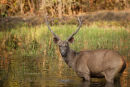 Sambar