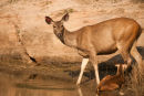 Sambar