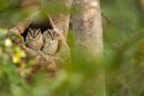 Indian Scops Owls
