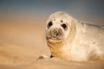 Grey seal pup