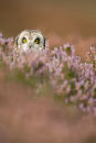 Short Eared Owl