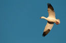 Snow goose