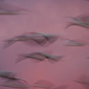 Snow geese in slow motion
