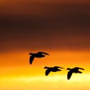 Snow geese on route to roost