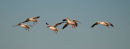 Snow geese group