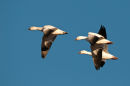 A trio of geese