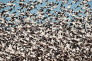 Snow geese lift off