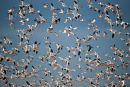 Snow geese