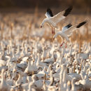 Snow geese landing