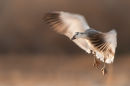 Juvenile Snow Goose