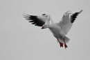 Snow goose