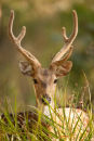 Spotted Deer