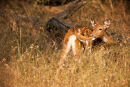 Spotted Deer