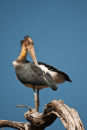 Lesser Adjutant Stork