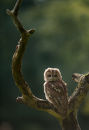 Tawny Owl